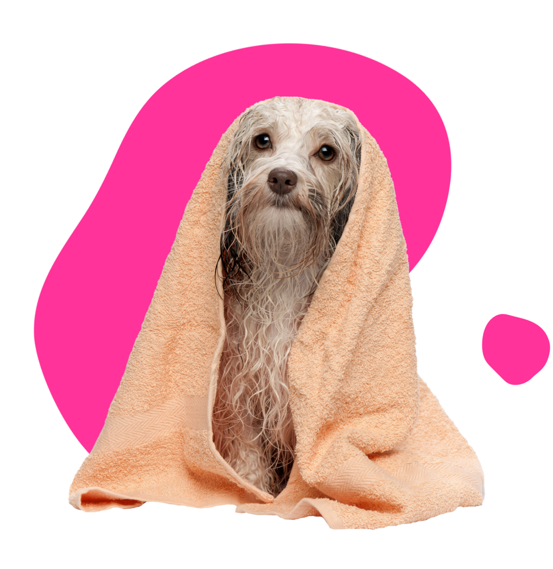 Dog Grooming Prices - Dog Grooming in Devon - Pet Grooming Prices For Experienced Groomers